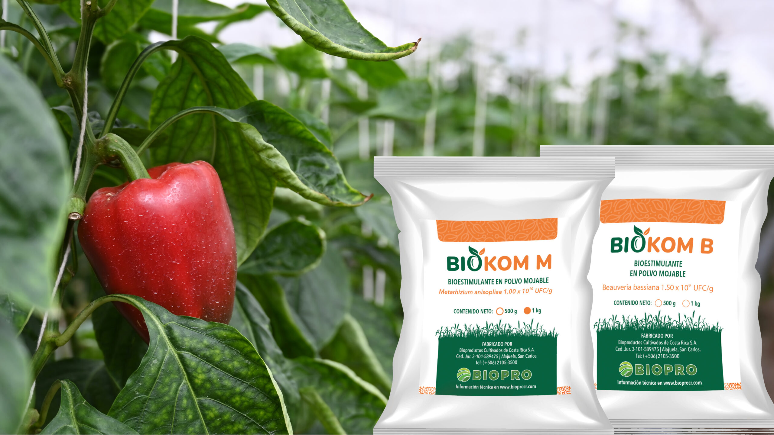 BIOKOM B y BIOKOM M: una solución biológica para el manejo de trips en chile dulce