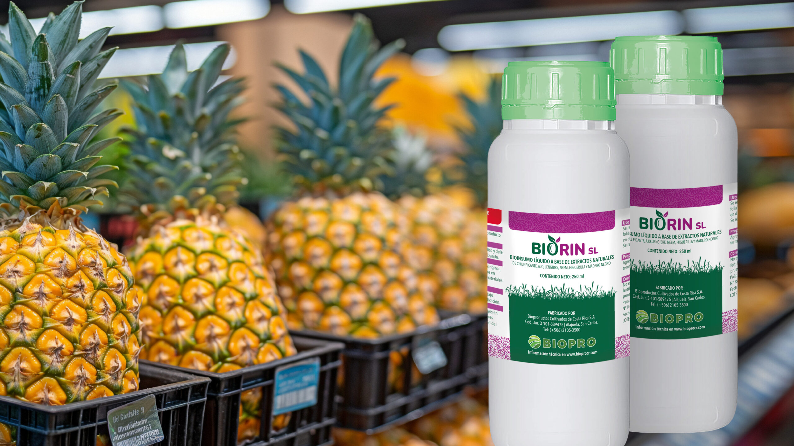 BIORIN PLUS: control biológico de cochinilla en piña para exportar sin rechazos