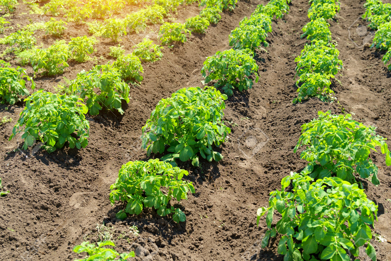 Descubriendo la Revolución Verde: Bioestimulantes a partir de Microalgas de BIOPRO